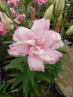 [4549 VH25 No02.JPG]